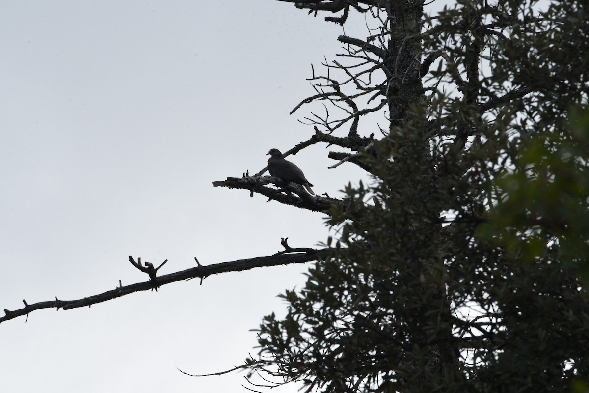 Band-tailed Pigeon - ML404518381