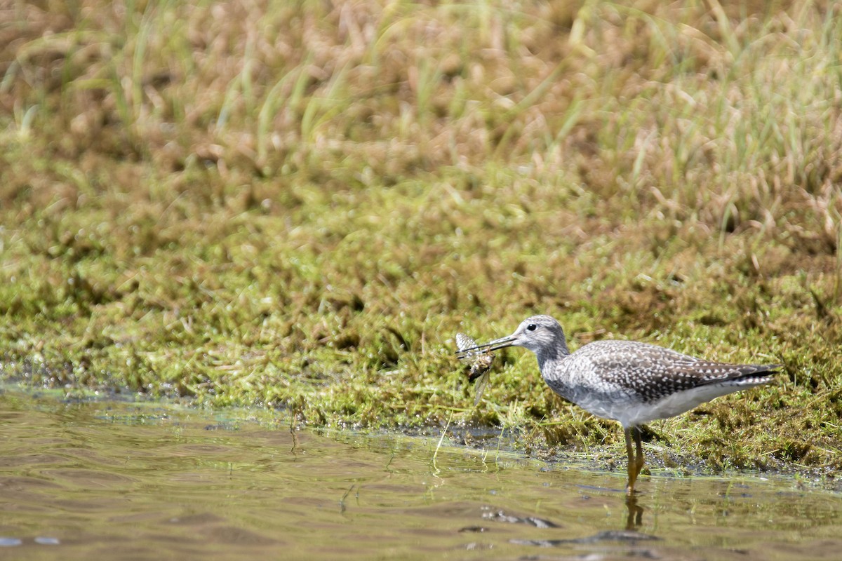 Greater Yellowlegs - ML40451851