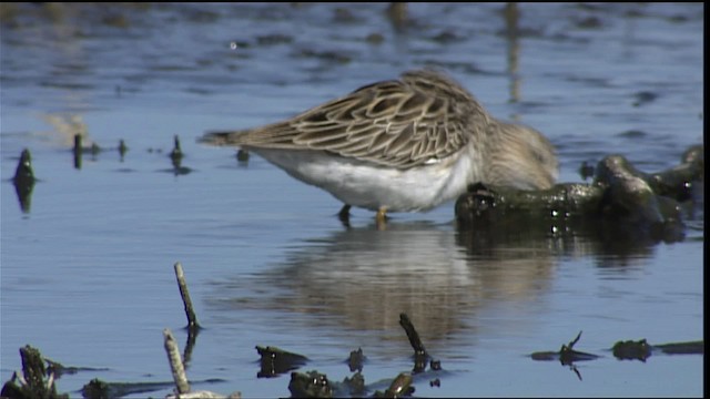 アメリカウズラシギ - ML404519