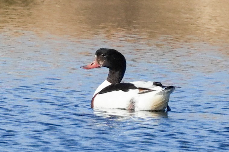 Common Shelduck - ML404519321