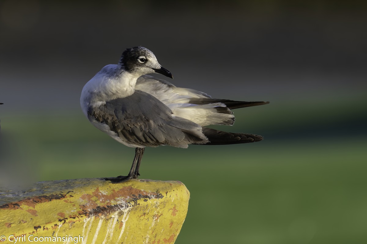 Franklin's Gull - Cyril Coomansingh