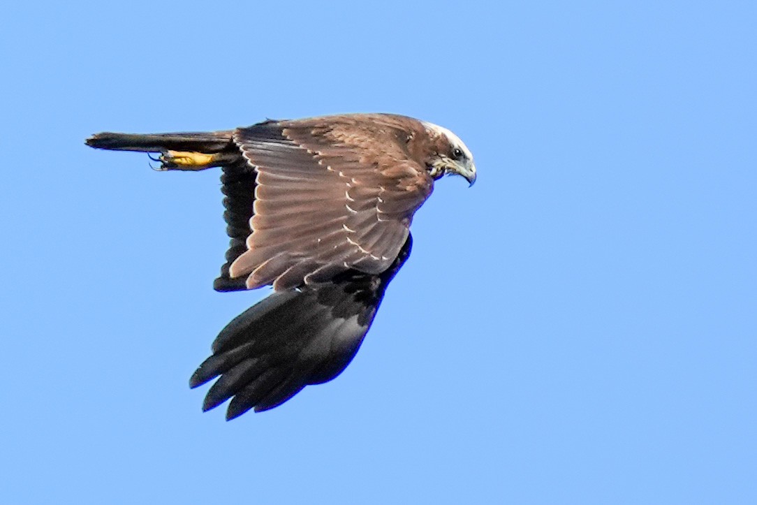 Western Marsh Harrier - ML404520261