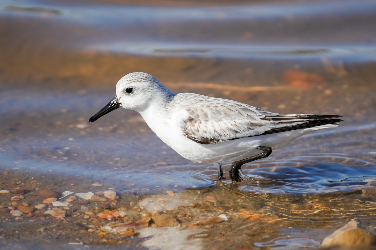 Bécasseau sanderling - ML404522711