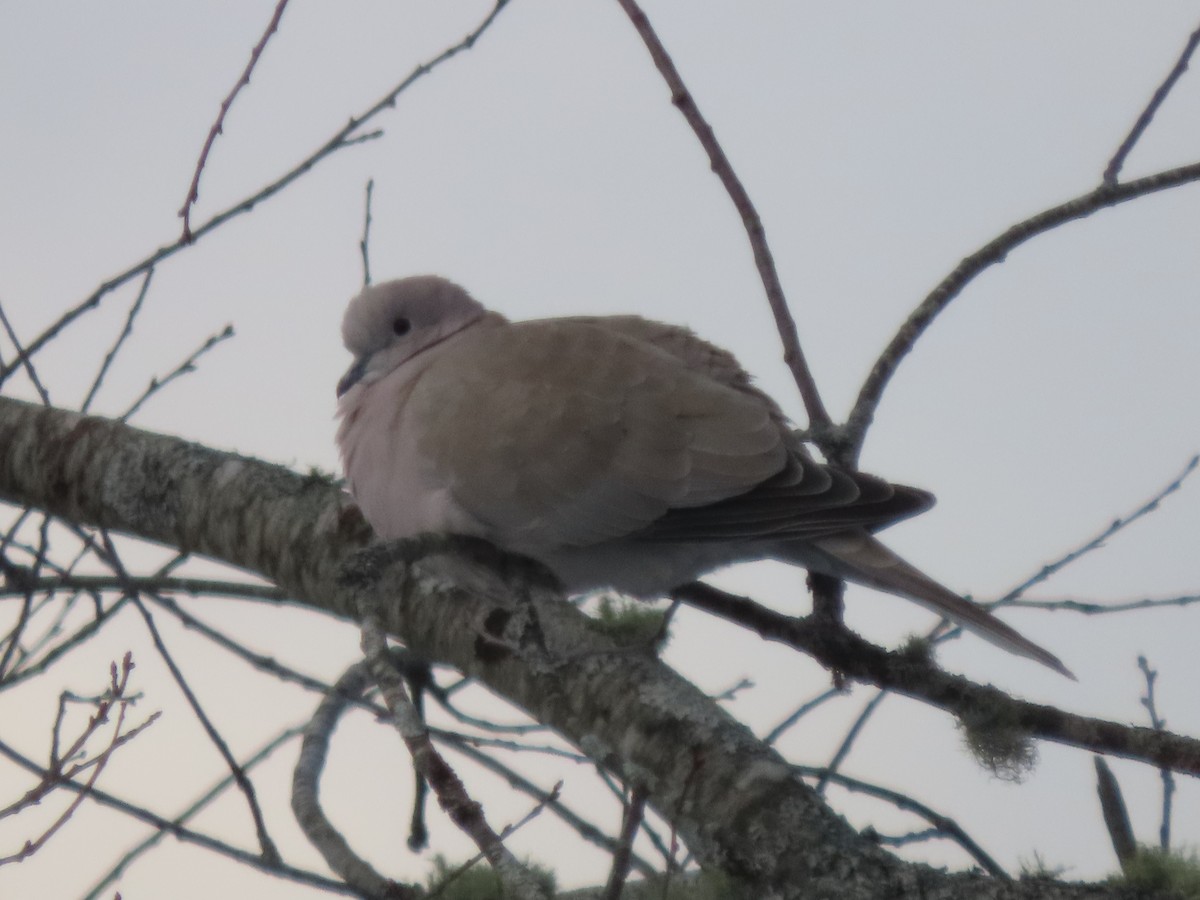 Eurasian Collared-Dove - ML404522861