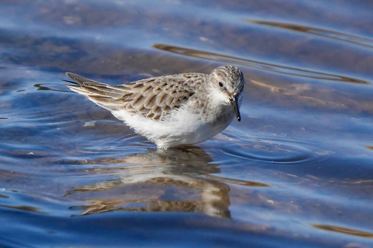 Little Stint - jian ma