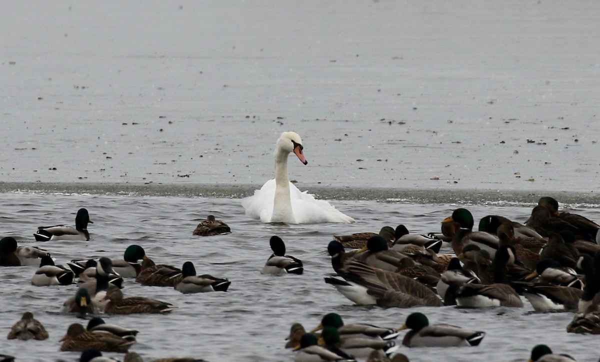 Cygne tuberculé - ML404523571