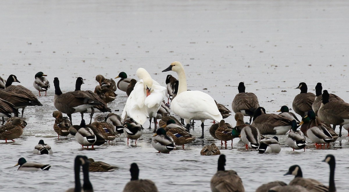 Cygne tuberculé - ML404523581