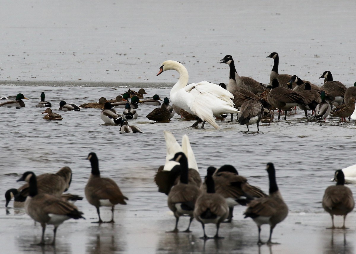 Mute Swan - ML404523611