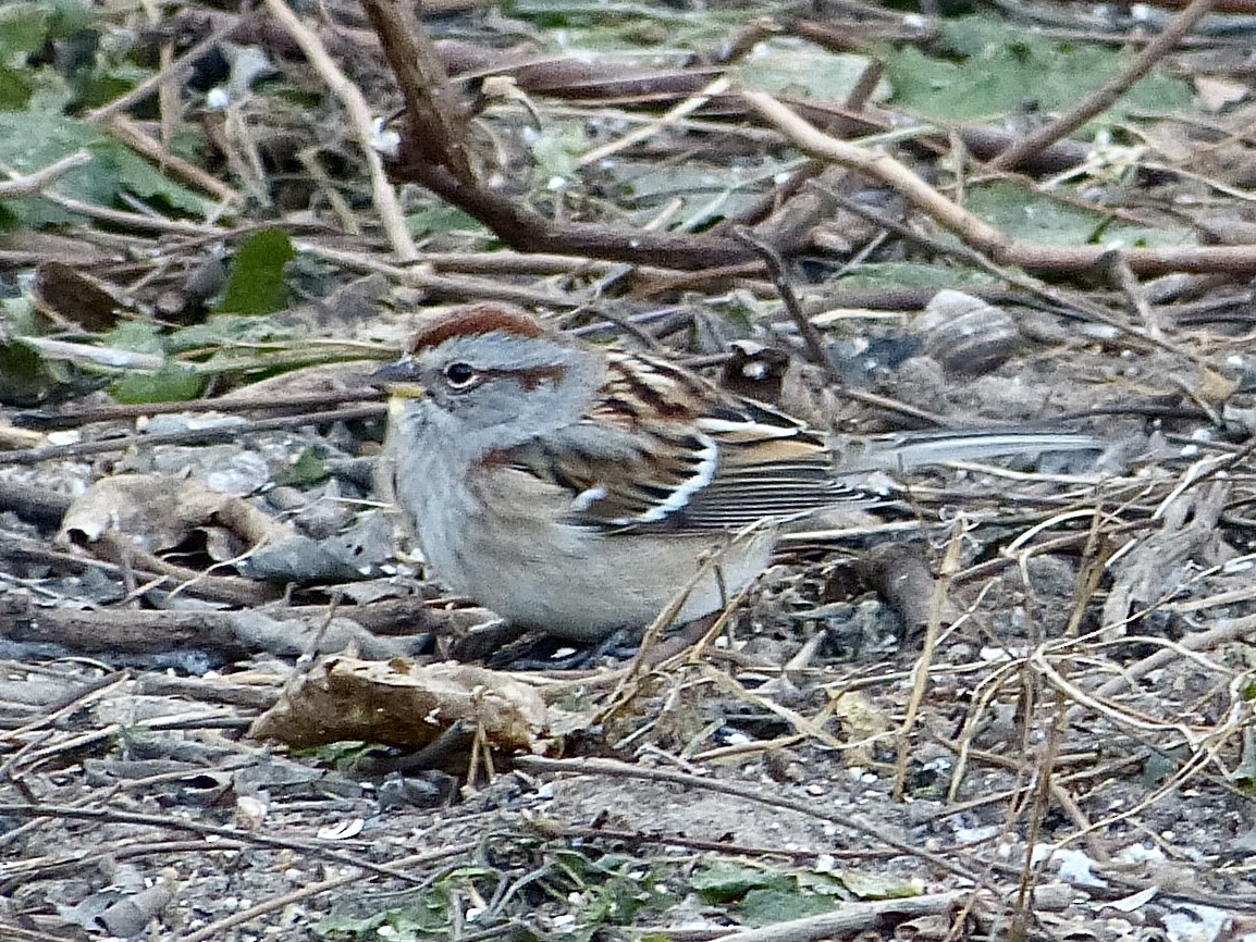 American Tree Sparrow - ML404524571