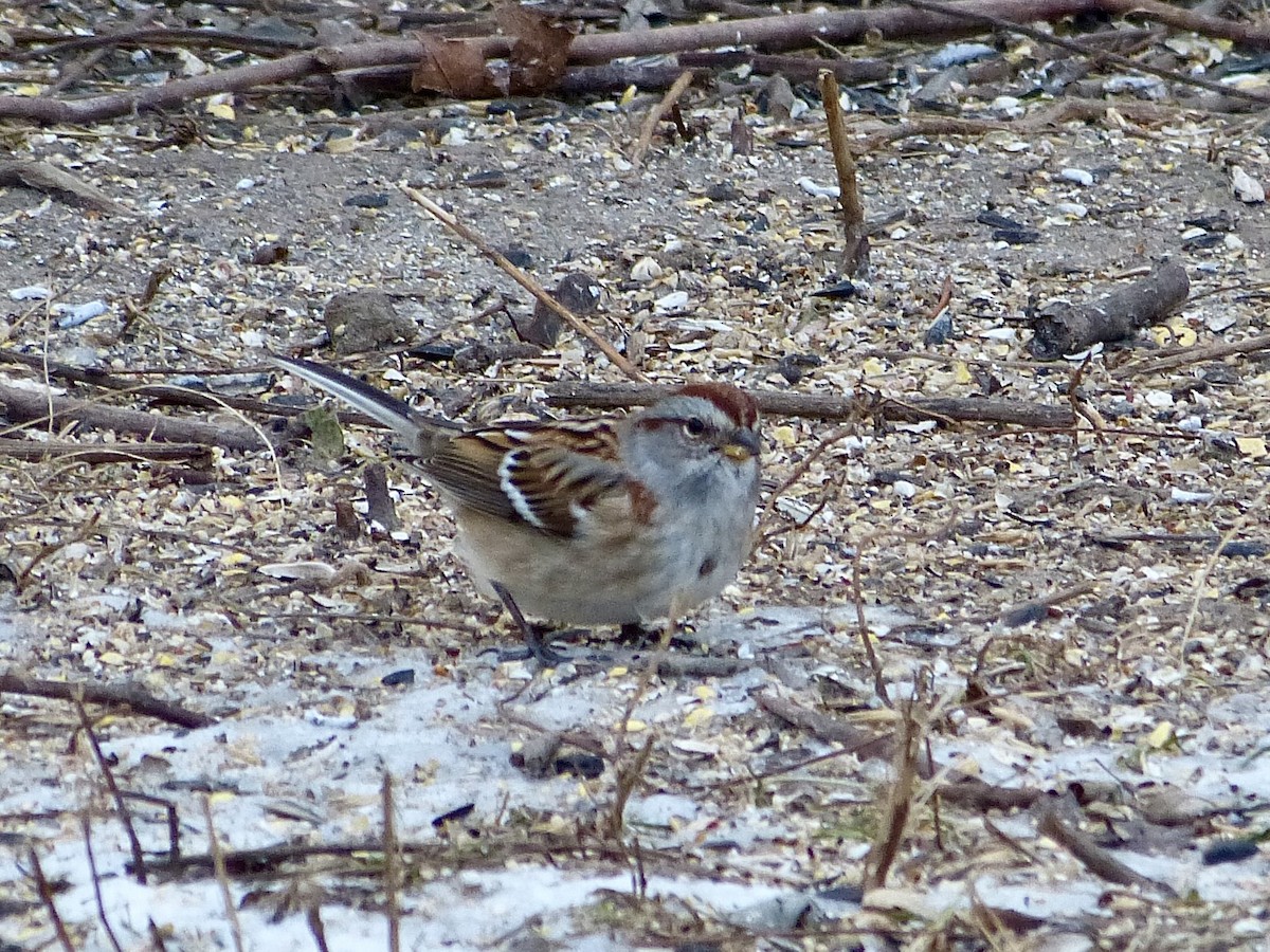 American Tree Sparrow - ML404524581