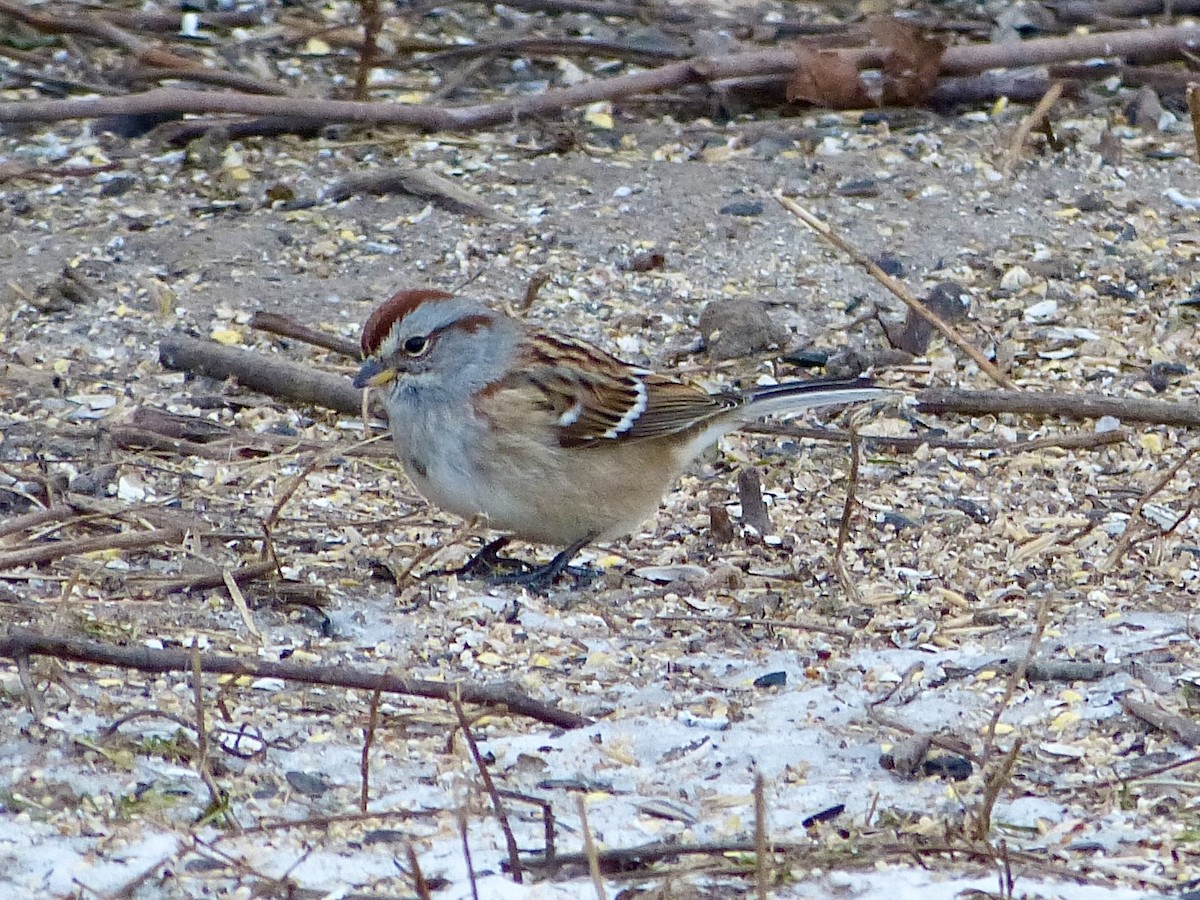 American Tree Sparrow - ML404524611