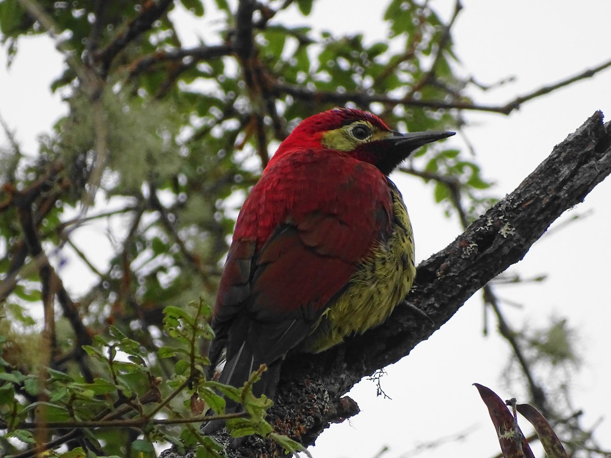 Crimson-mantled Woodpecker - ML404525241