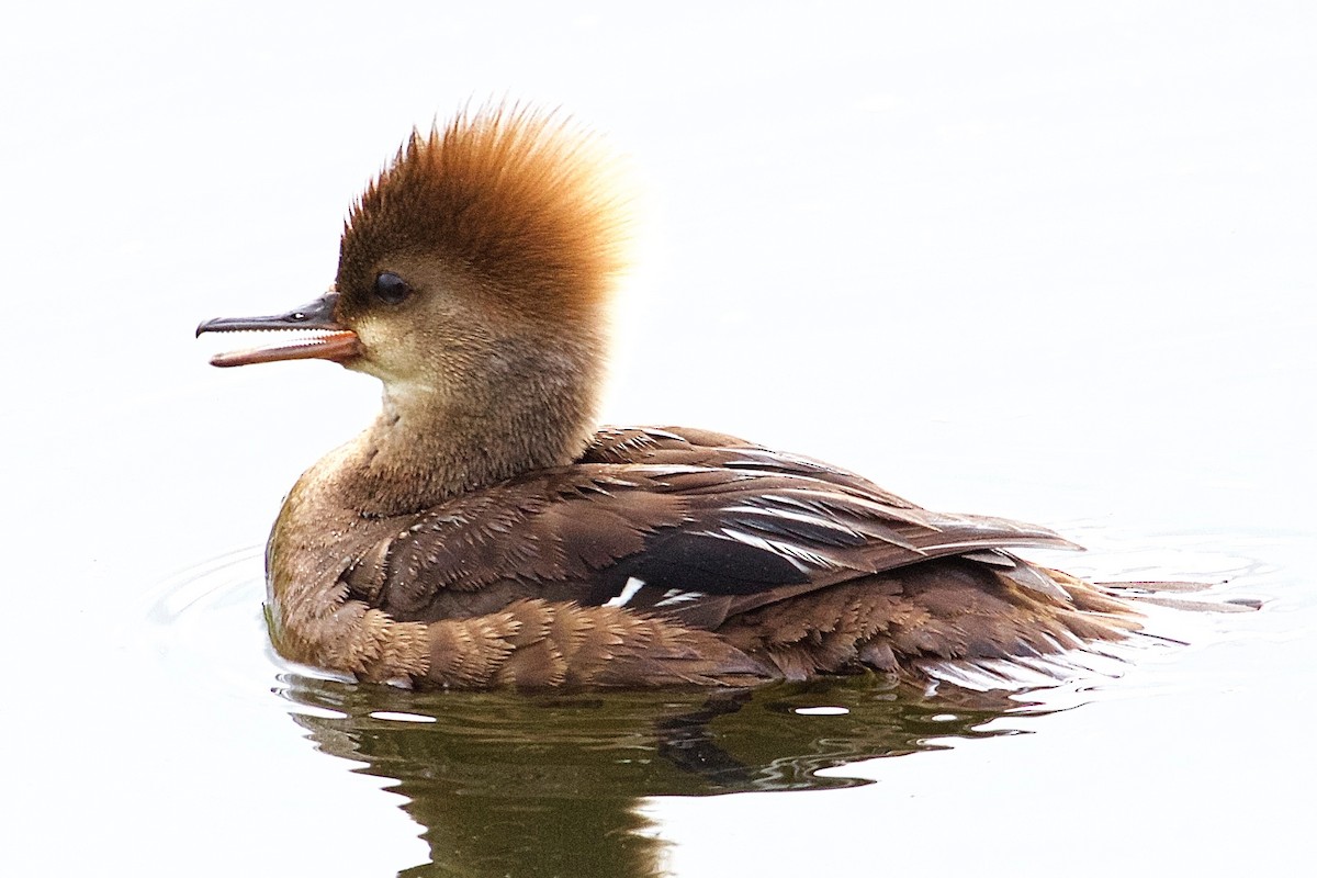 Hooded Merganser - Rob O'Donnell