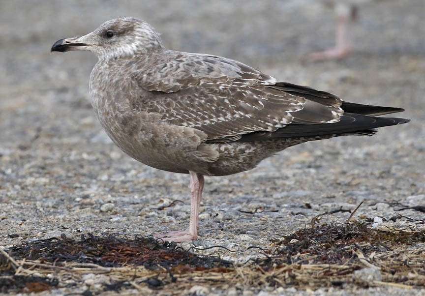 Herring Gull - ML404528211