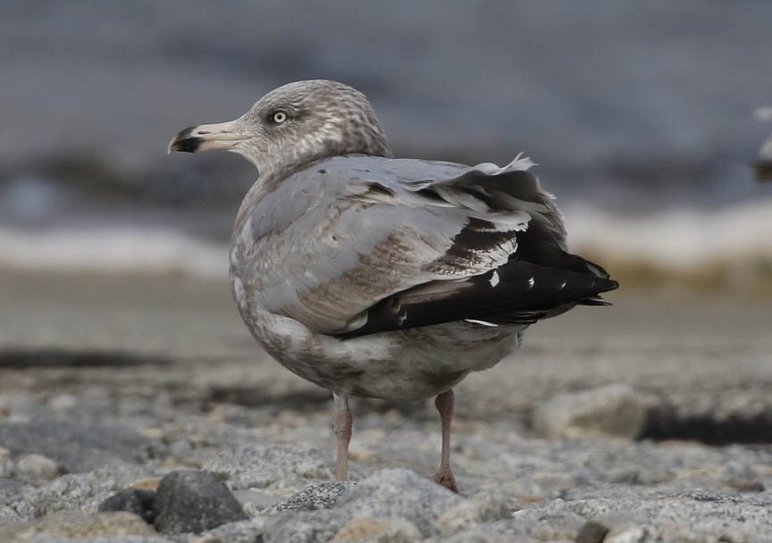 Herring Gull - ML404528231