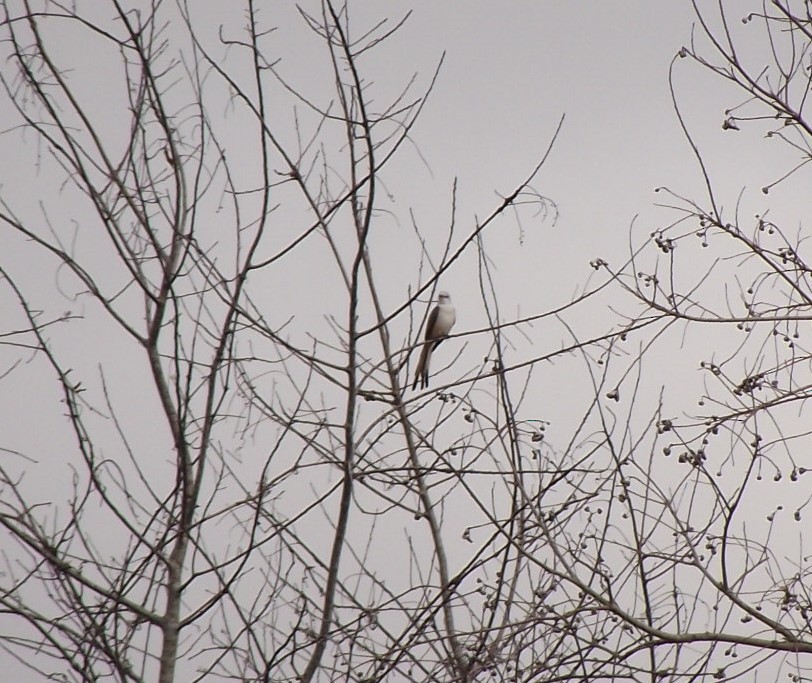 Scissor-tailed Flycatcher - Benjamin Ewing