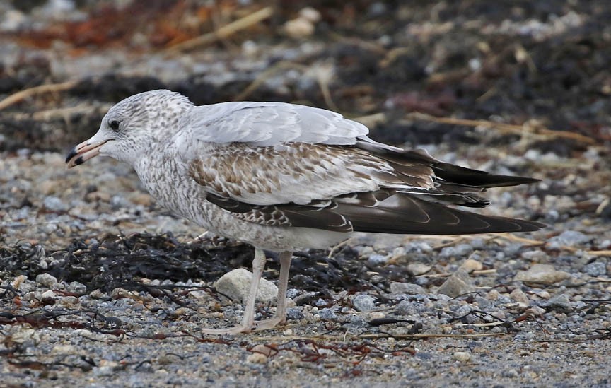 Ring-billed Gull - ML404528341