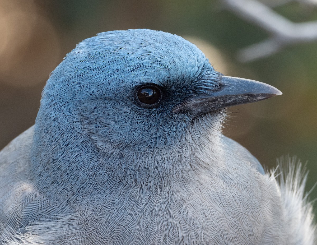 Mexican Jay - ML404529051