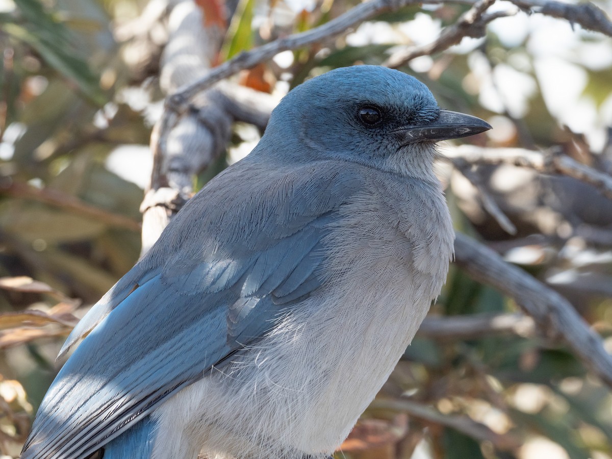 Mexican Jay - ML404529061