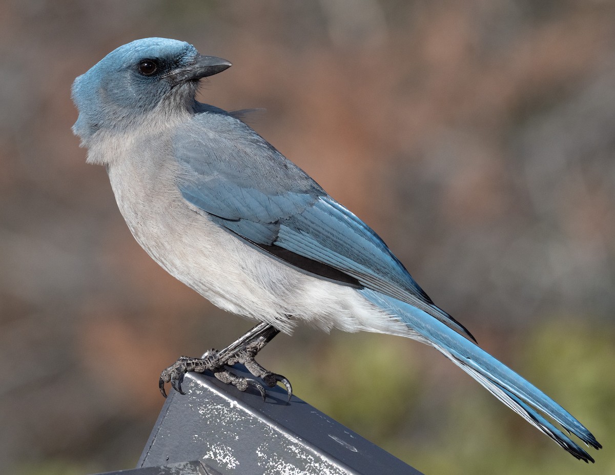 Mexican Jay - ML404529081
