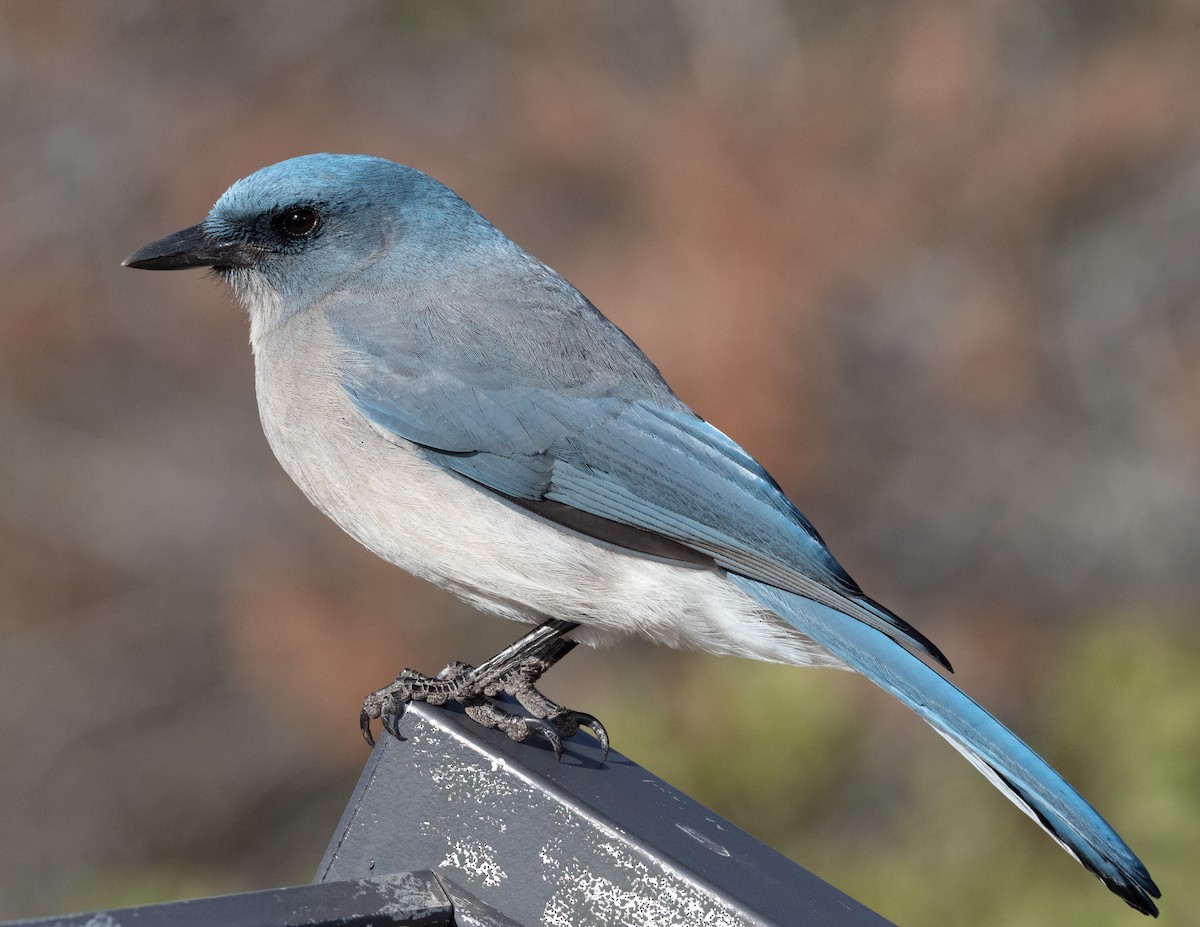 Mexican Jay - ML404529111