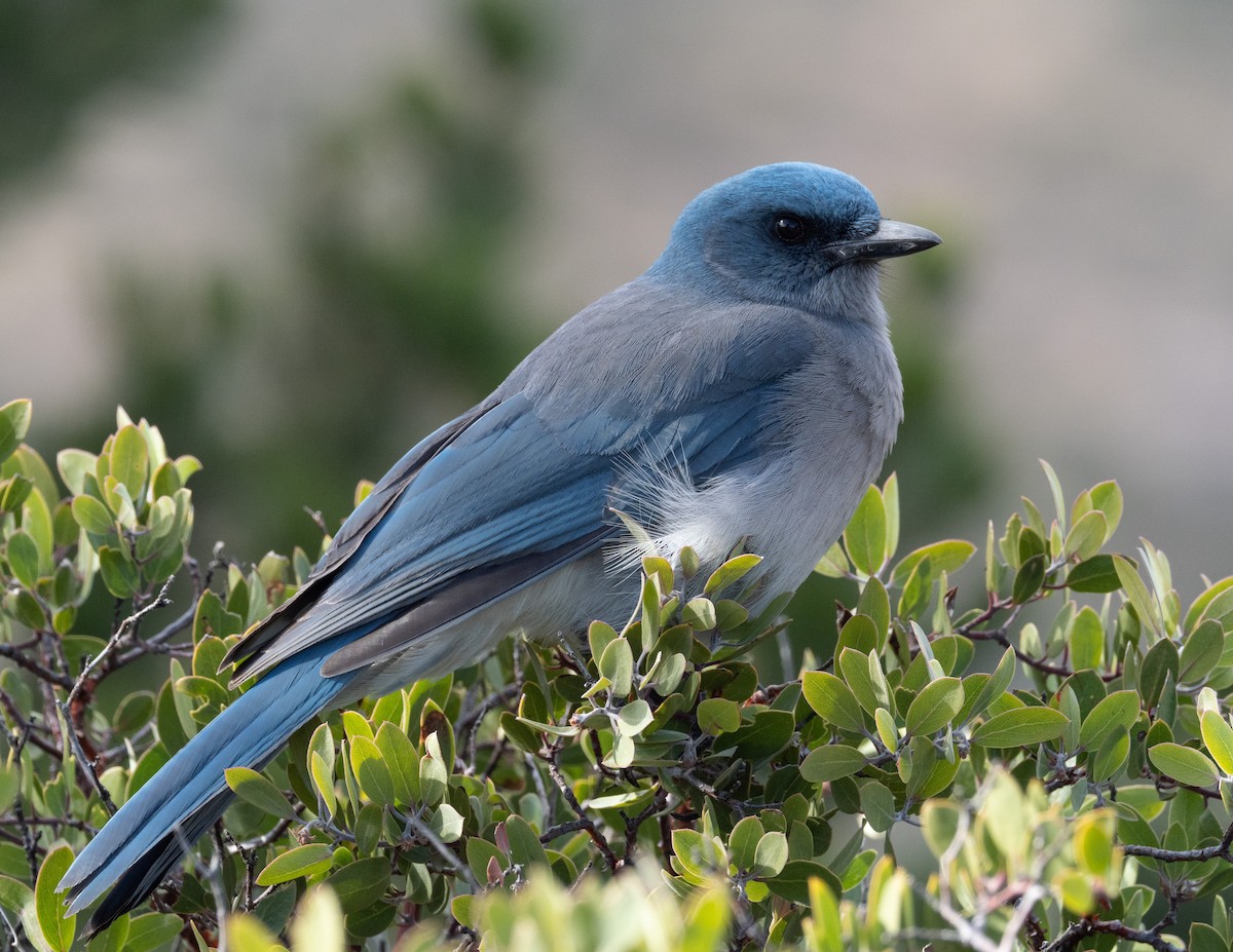 Mexican Jay - ML404529241