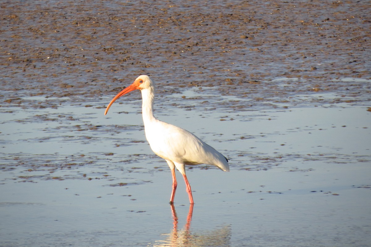 White Ibis - ML40452971