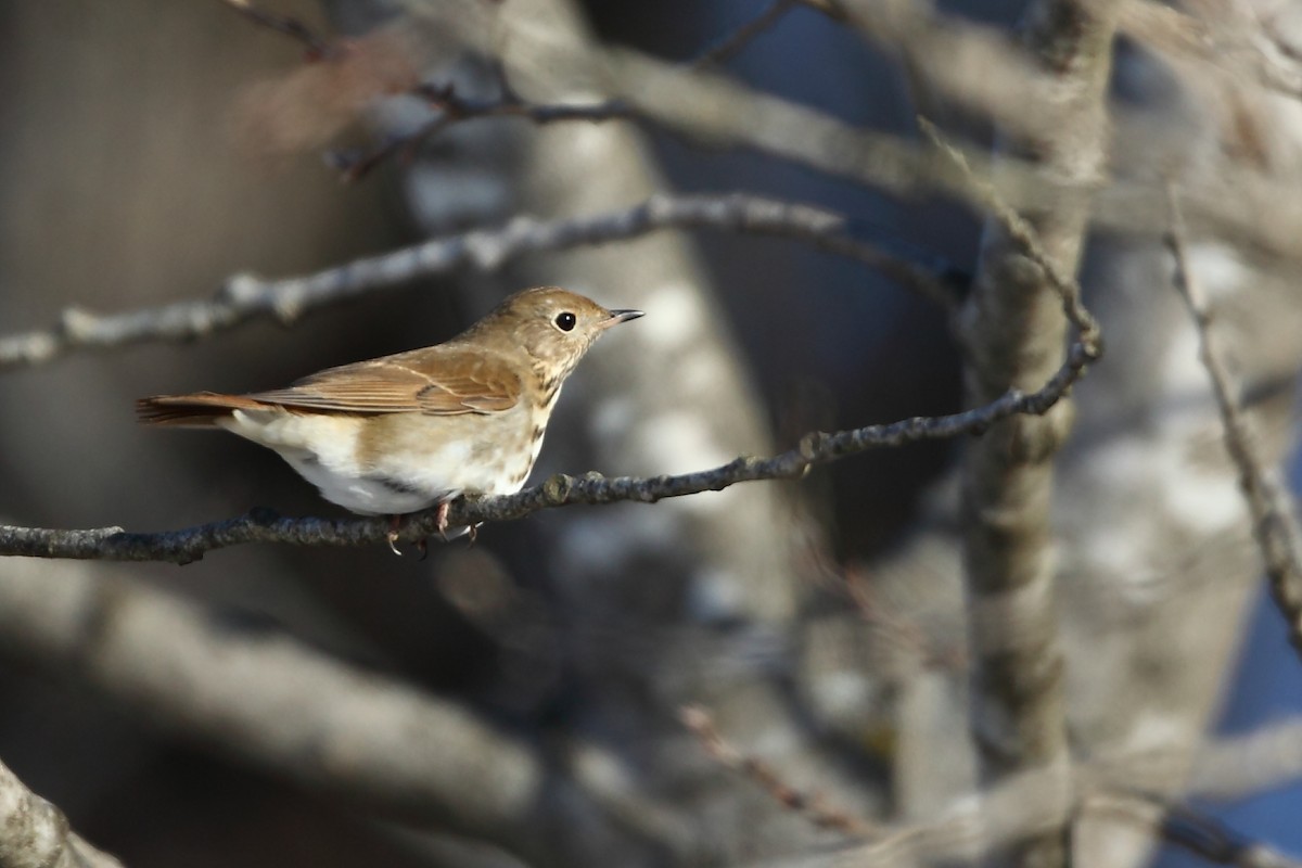 Hermit Thrush - ML404531301