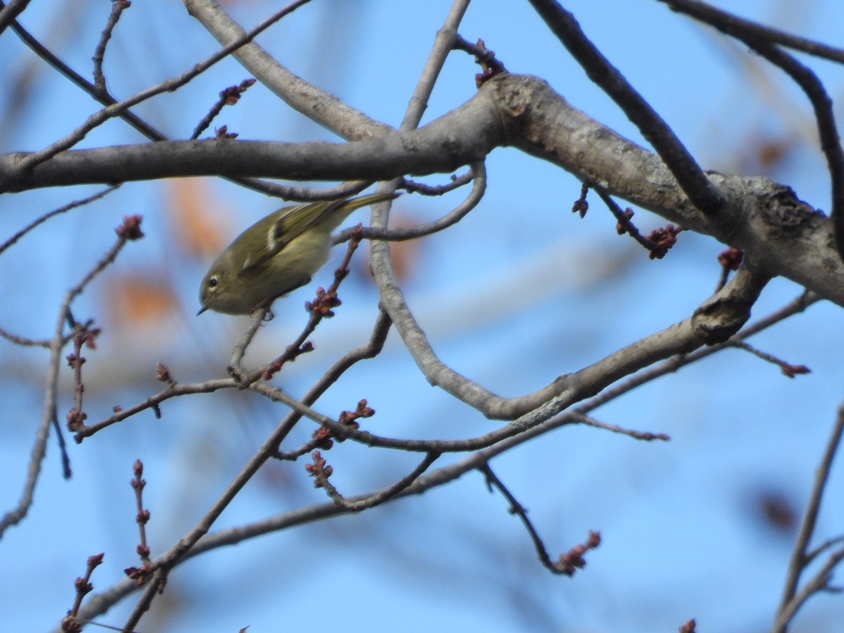 Ruby-crowned Kinglet - ML404531821