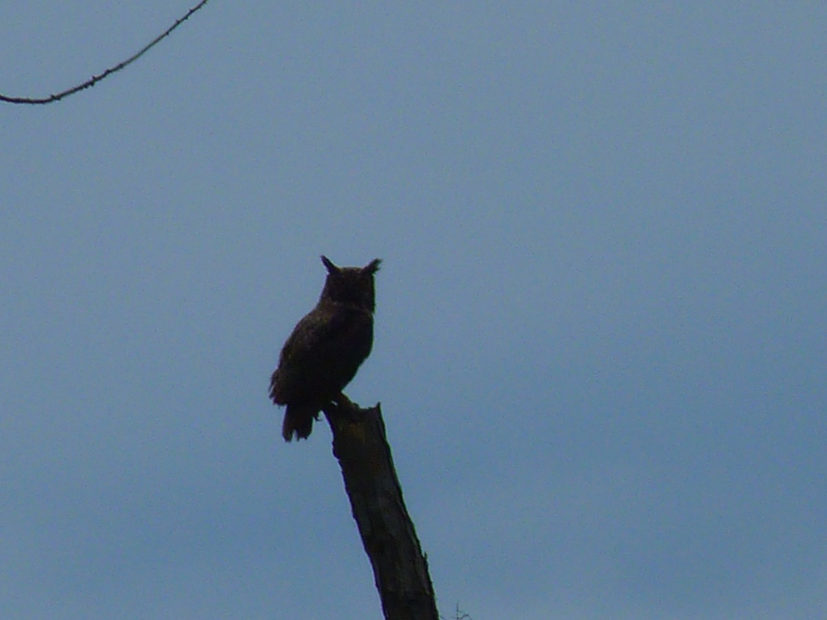 Great Horned Owl - ML40453351