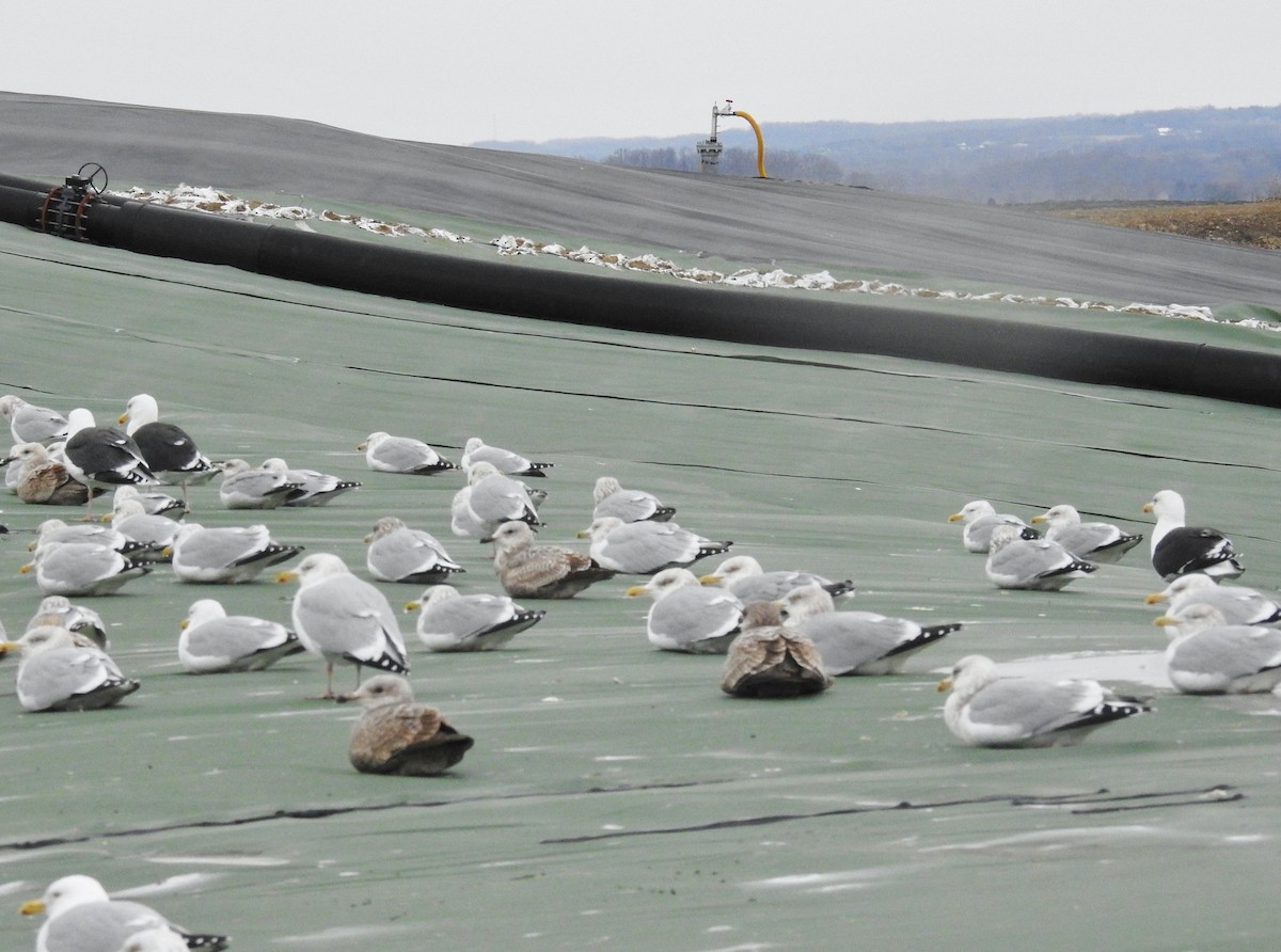 Great Black-backed Gull - Kent Miller