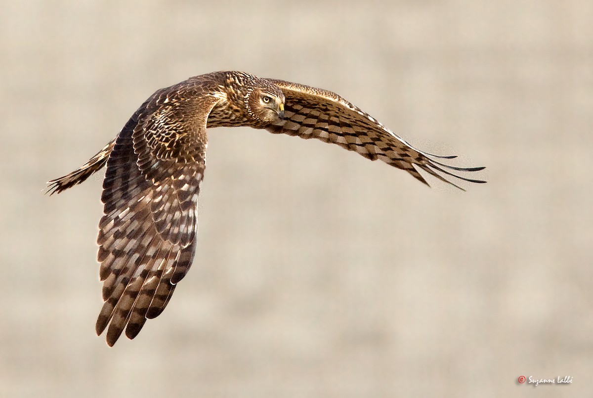 Northern Harrier - ML40453831