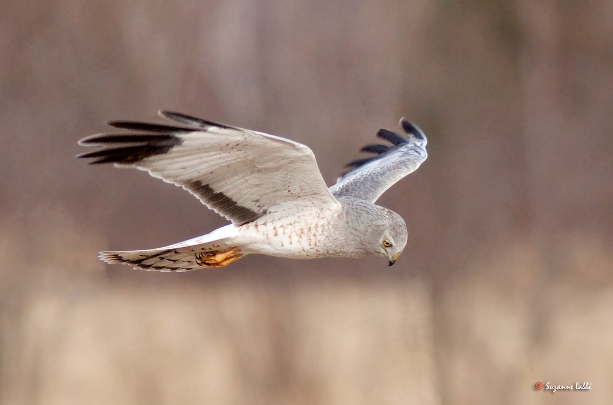 Northern Harrier - Suzanne Labbé