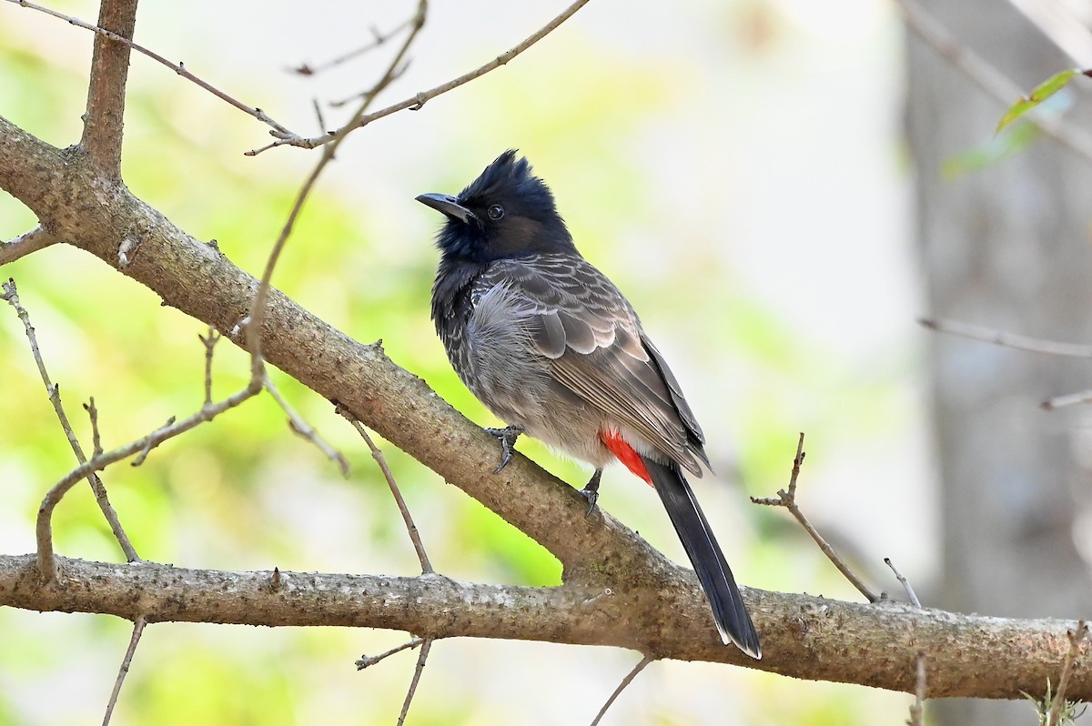 Red-vented Bulbul - ML404538411