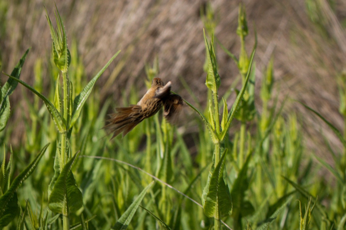 Bay-capped Wren-Spinetail - ML404541301