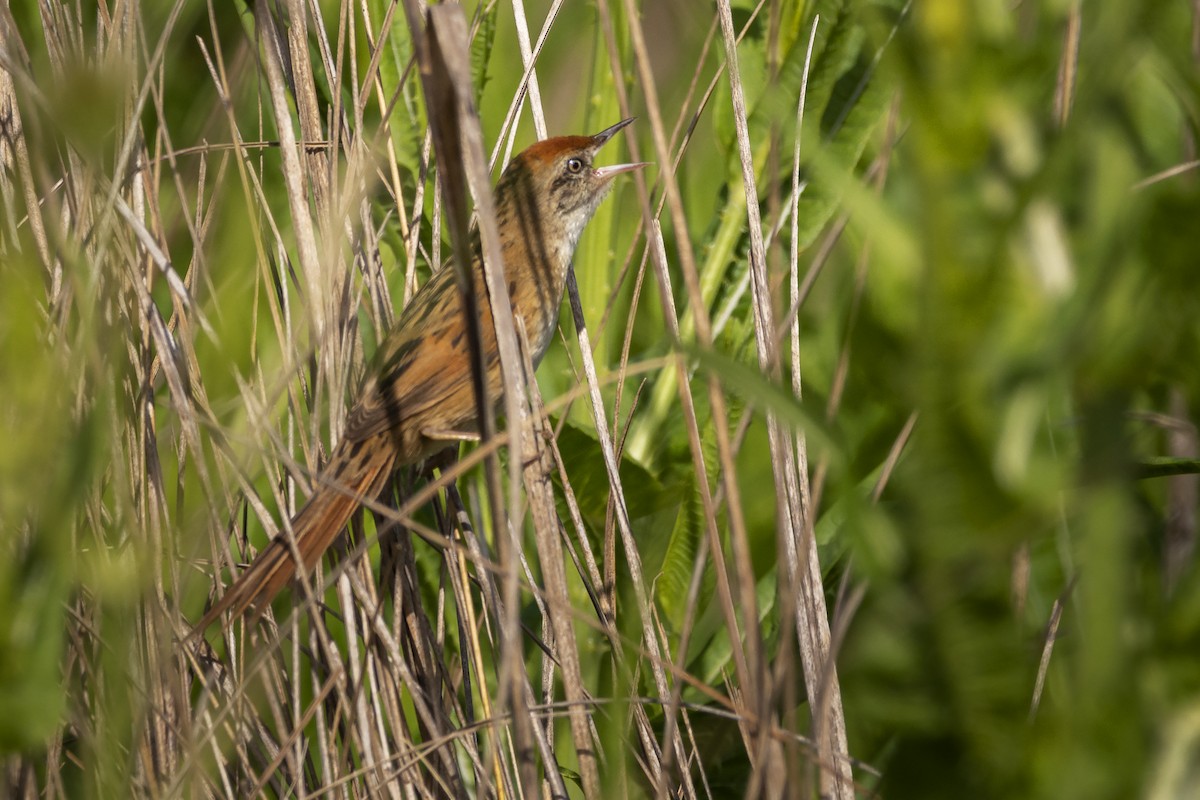 Bay-capped Wren-Spinetail - ML404541311