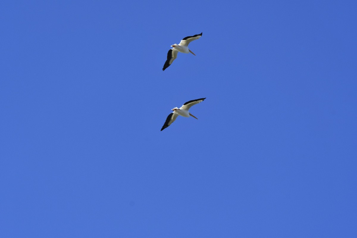 pelikán severoamerický - ML404541931