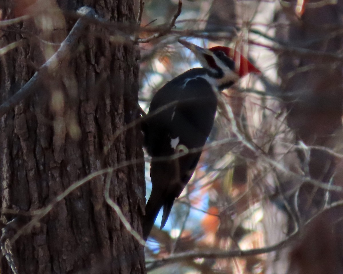 Pileated Woodpecker - ML404542091