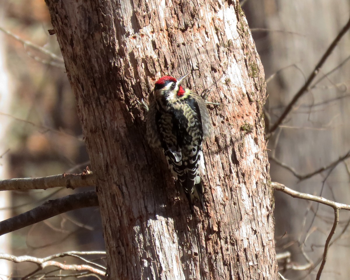 Yellow-bellied Sapsucker - ML404542201