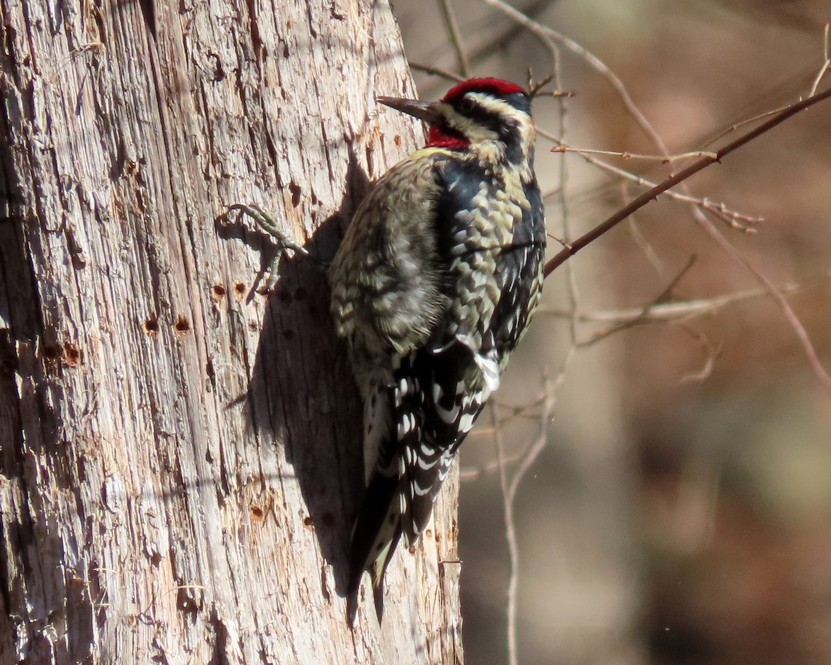 Yellow-bellied Sapsucker - ML404542261