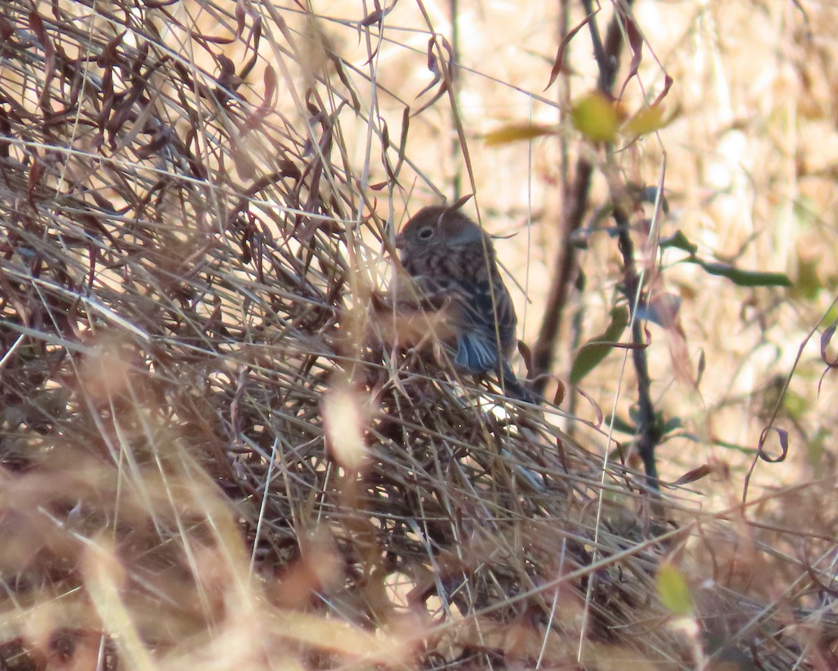 Field Sparrow - ML404542311