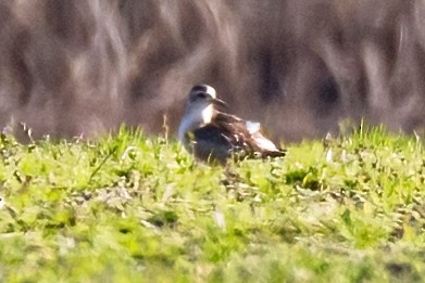 ub. vader (Charadriiformes sp.) - ML404543011