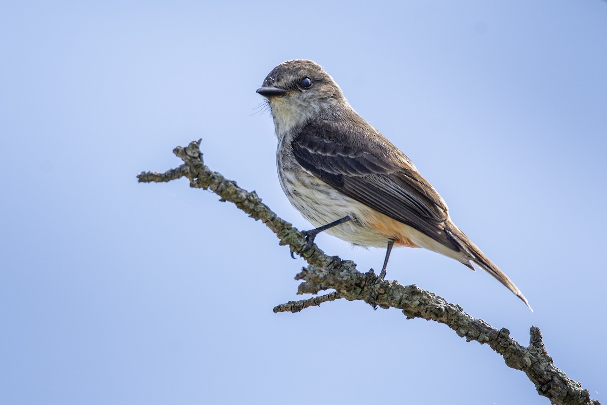 Vermilion Flycatcher - ADRIAN GRILLI