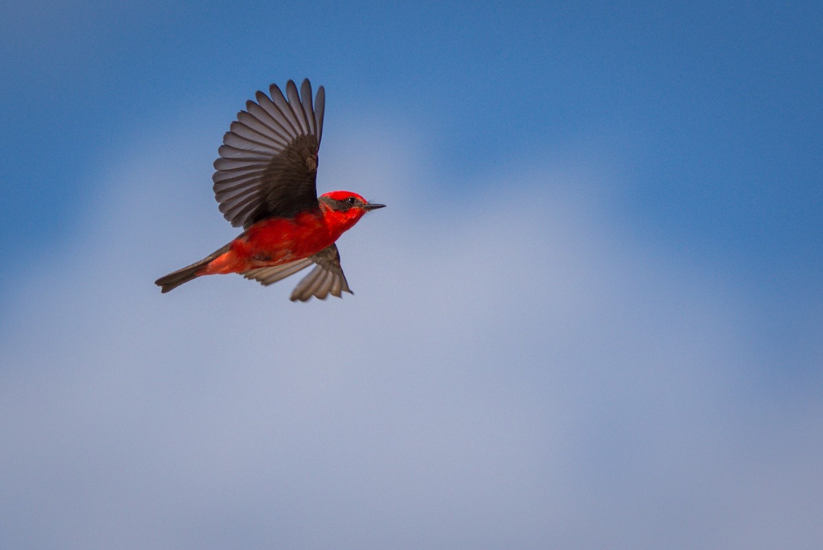 Vermilion Flycatcher - ML404544341