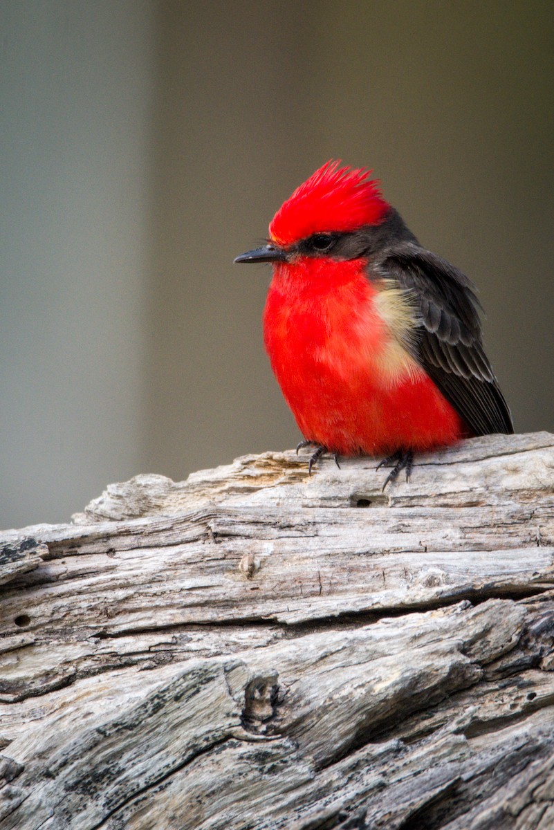 Vermilion Flycatcher - ADRIAN GRILLI