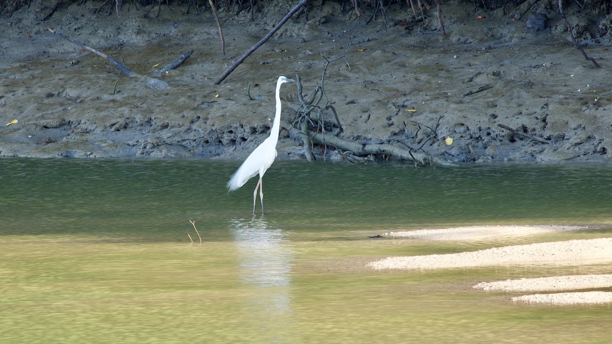 Great Egret - ML404544691