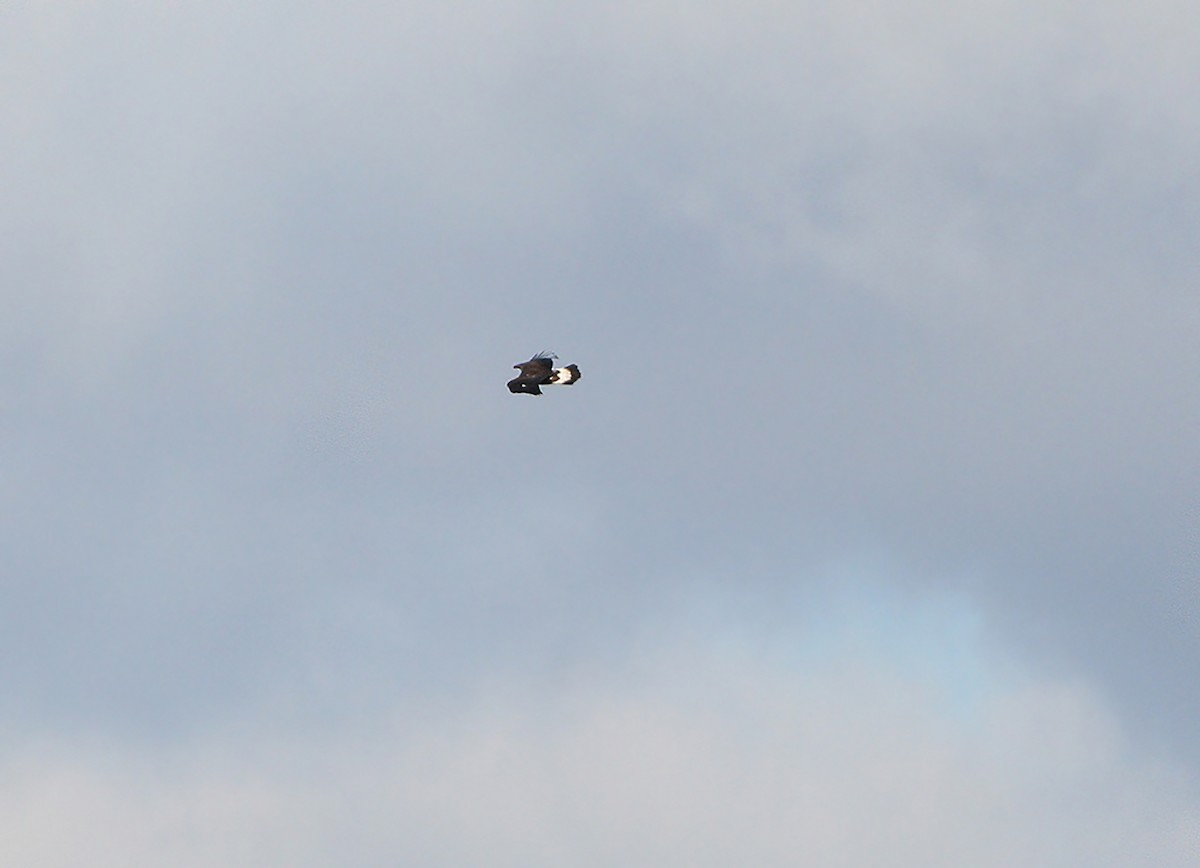 Golden Eagle - ML404544891