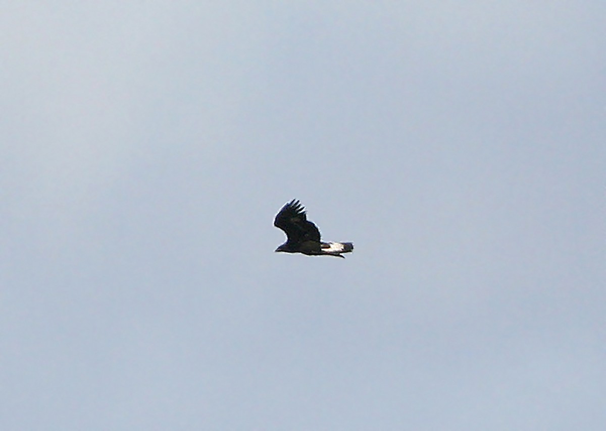 Golden Eagle - ML404544911