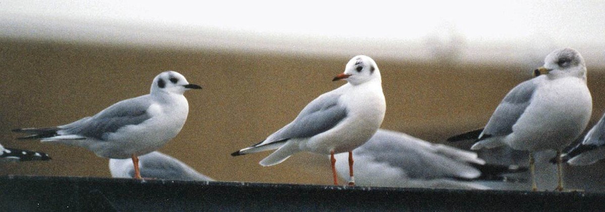 Mouette rieuse - ML404545811