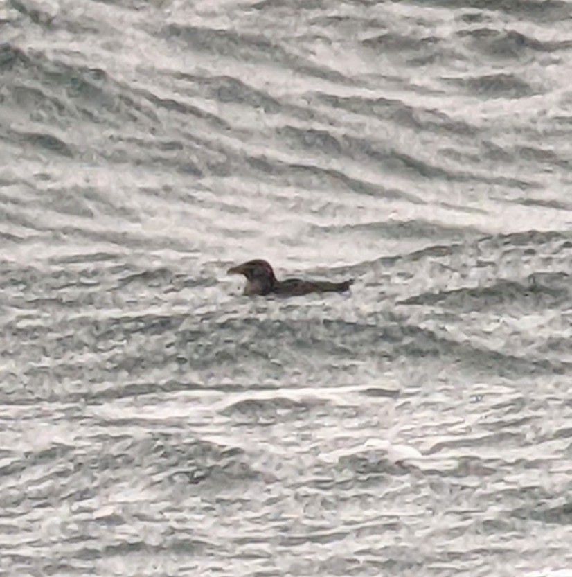 Rhinoceros Auklet - ML404546611